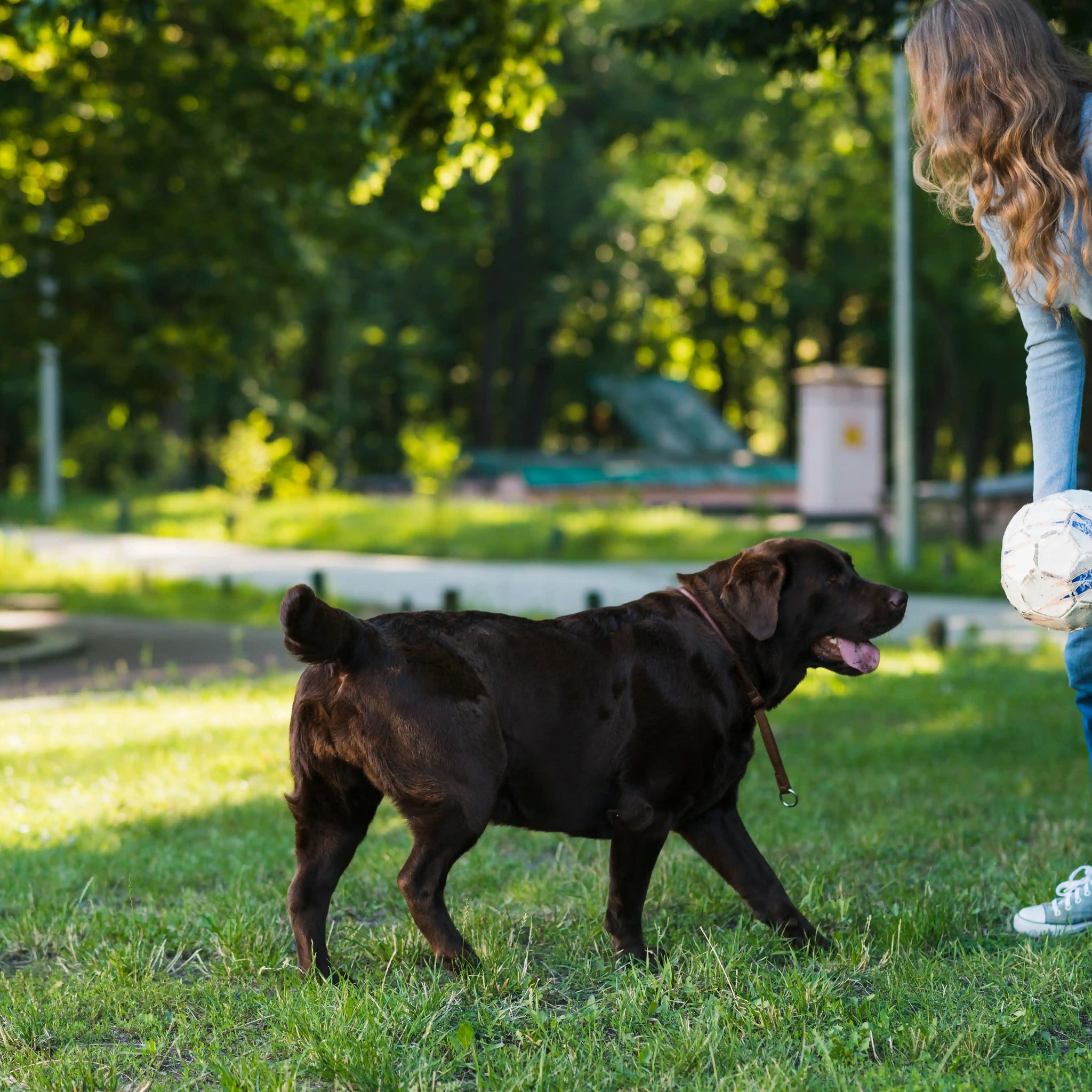 How UK Pet Owners are Embracing ‘Pet Mindfulness’ for Mental Wellness in Dogs and Cats